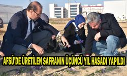 AFSÜ’DE ÜRETİLEN SAFRANIN ÜÇÜNCÜ YIL HASADI YAPILDI