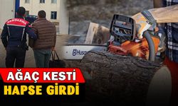 Ağaç kesme suçundan aranan şahıs yakalandı