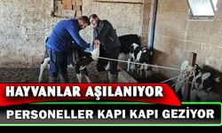 Büyük ve küçükbaş hayvanlara aşılama çalışması yapıldı