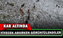 Yaylada kar altında yiyecek arayan yılkı atları havadan görüntülendi