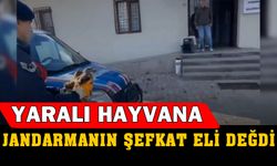 Devriye gezen jandarmanın bulduğu yaralı kızılşahin koruma altına alındı