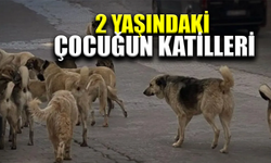 Başıboş köpekler 2 yaşındaki çocuğu parçaladı