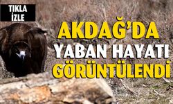 Afyonkarahisar'da 3 yaban hayvanı aynı karede