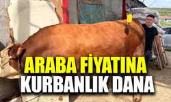 Araba parasına kurbanlık dana