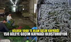 Kilosu 1000 TL olan geçim kaynağı