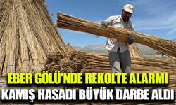 Eber Gölü’nde kamış hasadı başladı