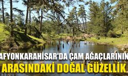 Afyonkarahisar'da çam ağaçlarının arasındaki doğal güzellik: Kocagöl