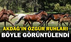 Akdağ Milli Parkı’ndaki Yılkı Atları Görüntülendi