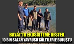 Bayat’ta 10 bin sazan yavrusu göletlere bırakıldı