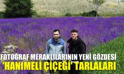 Fotoğraf meraklılarının yeni gözdesi 'hanımeli çiçeği' tarlaları