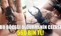 Bu böceği öldürmenin cezası 560 bin TL