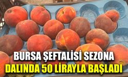Bursa şeftalisi sezona dalında 50 lirayla başladı
