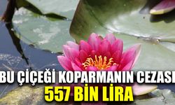 Bu çiçeği koparmanın cezası 557 bin lira