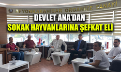 Devlet Ana’dan sokak hayvanlarına şefkat eli