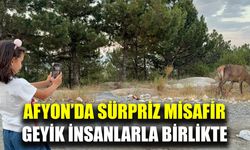 Afyonkarahisar’da geyik sürprizi