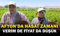 Hasadı başlayan fasulyenin kilogramı 15-20 TL’den satılıyor