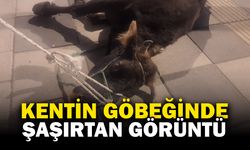 Şehrin Göbeğinde Büyükbaş Hayvan Şaşkınlığı!