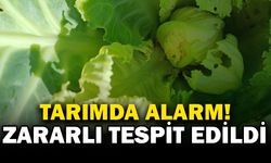 Lahana Kelebeği Alarmı! Tarım Müdürlüğü Üreticileri Uyardı