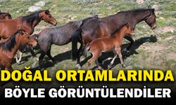 Yılkı atları doğal yaşam ortamlarında havadan görüntülendi