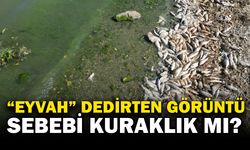 Seyitler Barajı’nda yüzlerce ölü balık görüntülendi