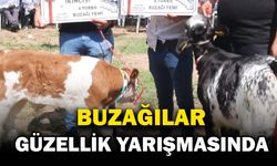 Festivalde en güzel kuzu ve buzağı seçildi