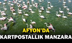 Gölde görüntülenen flamingolar görsel şölen oluşturdu