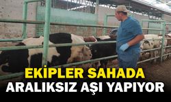 Afyonkarahisar’da Şap Aşılama Çalışmaları Aralıksız Sürüyor
