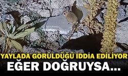 Yaylada nadir Arap Tavşanı'nın görüldüğü iddiası