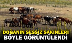 Yaylalara yiyecek aramaya gelen yılkı atları havadan görüntülendi