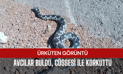Engerek yılanı görüntüsüyle ürküttü