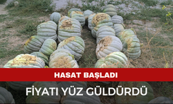 Hasadı başlayan balkabağı fiyatıyla yüzleri güldürdü