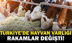 Tarım ve Orman Bakanlığı Hayvan Varlığı İstatistiklerini Açıkladı