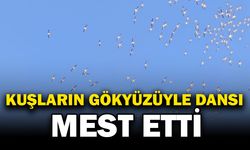Kuşların dans şeklindeki gösterisi görenleri mest etti