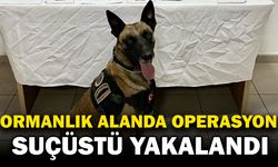 Afyonkarahisar’da Ormanlık Alanda Kenevir Operasyonu