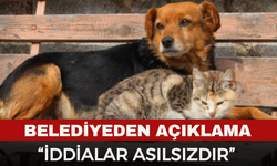 Belediye’den açıklama: “Sokak hayvanlarıyla ilgili iddialar asılsızdır”