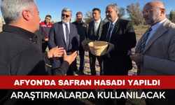 Afyon'da safran hasadı yapıldı