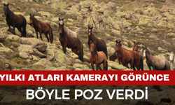Afyonkarahisar'da yılkı atları görüntülendi