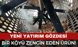 Hasat Başlamadan Siparişler Doluyor!