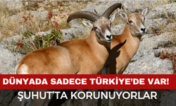 Başka Hiçbir Yerde Yok! Afyon DKMP’den Yaban Koyunu Takibi