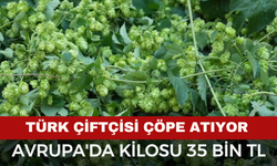 Türk Çiftçisi Tarlada Bırakıyor, Avrupa'da Kilosu 35 Bin TL’den Satılıyor