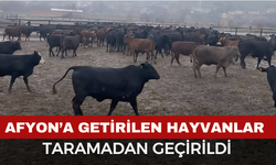 Afyonkarahisar’a getirilen hayvanlar taramadan geçirildi