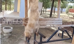 Bolvadin'deki Köpek Katliamında Yeni Gelişme