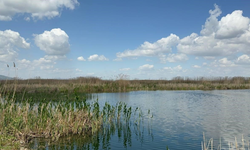 Eber Gölü Canlanıyor... Eber Kirazı Ne Durumda?