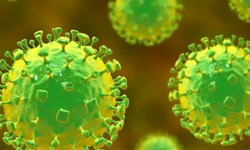 Nipah Virüsü İçin Türk Uzmandan Kritik Uyarı: Ölüm oranı Yüzde 75