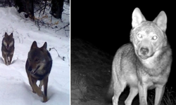 Köye İnen Kurt Koyunları Telef Etti, 2,5 Saatte 200 Koyunu Gitti