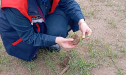 Afyonkarahisar’da Hububatı Bekleyen Tehlike: Ekin Kambur Böceği Alarmı!