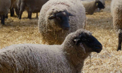 Ege'nin Koyun Üssü Afyonkarahisar’a Müjde: Yeni Etçil Irk "Bandırma Koyunu" Tescil Yolunda!