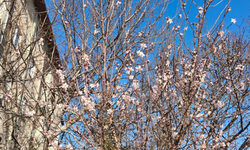 Afyon'da ağaçlar yalancı bahara aldanıp çiçek açtı, üretici don tehditi karşısında endişeli