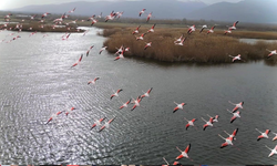 Eber Gölü'nde Görsel Şölen: Pembe Flamingolar Bolvadin Semalarında Görüntülendi!