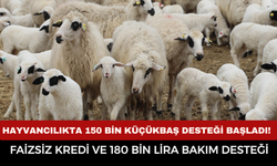 Hayvancılıkta 150 Bin Küçükbaş Desteği Başladı! Faizsiz Kredi Ve 180 Bin Lira Bakım Desteği